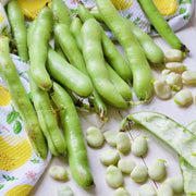 Broad Beans