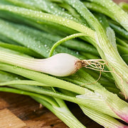 Onion Green (Ulli Aaku)