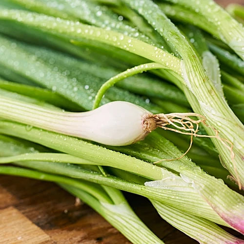 Onion Green (Ulli Aaku)