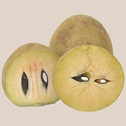 Sapota (Sapodilla)