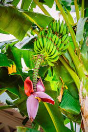 Banana Flower